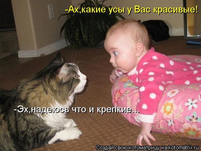 Лучшие котоматрицы недели (50 фото)
