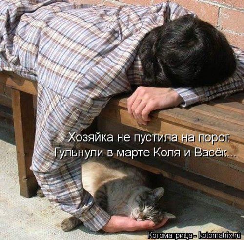 Новая котоматрица (32 фото)