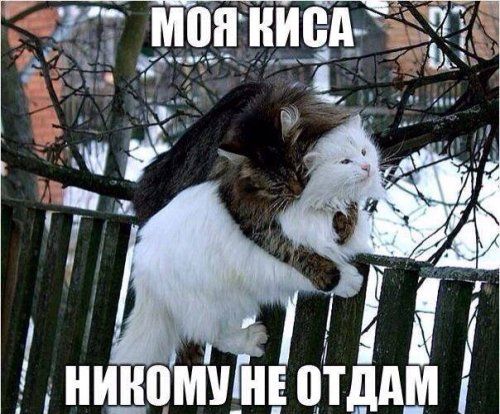 Прикольные картинки пятницы (50 шт)