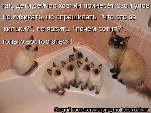 Новая котоматрица (32 фото)