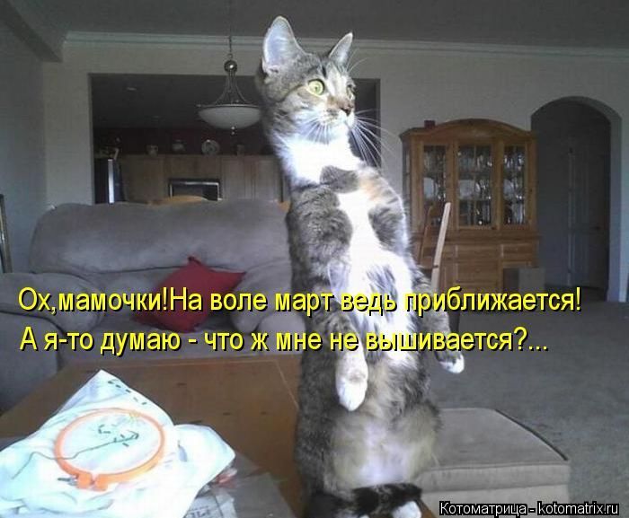 Лучшие котоматрицы недели (50 фото)