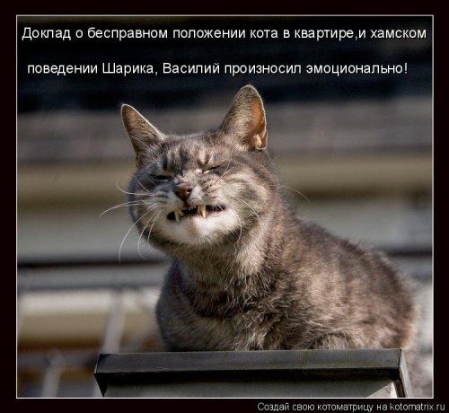 Котоматрица для хорошего настроения (35 фото)